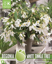 Bolivian White Tinkle Tree Begonia Bulb (1)