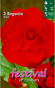 Red Double Begonia Bulbs (3)