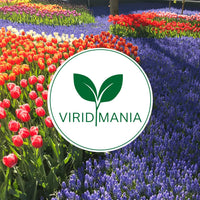 Gladiolus ‘Jester’ Bulbs (7)