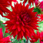 Load image into Gallery viewer, Dahlia “Shades of Red” Bulbs (5) – 100 Days to Bloom