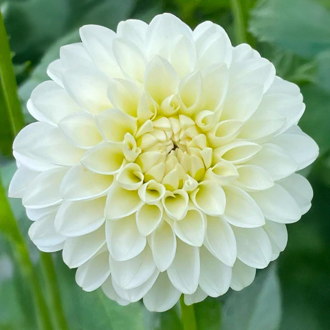 Dahlia “Shades of White” Bulbs (5) – 100 Days to Bloom