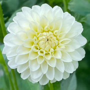 Dahlia “Shades of White” Bulbs (5) – 100 Days to Bloom