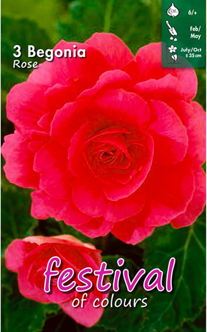 Pink Double Begonia Bulbs (3)