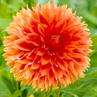 Bouquet Dahlia “Fubuki Red Shades” Bulbs (4)