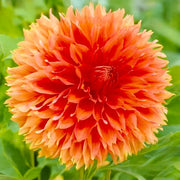 Bouquet Dahlia “Fubuki Red Shades” Bulbs (4)