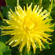 Dahlia “Shades of Yellow” Bulbs (5) – 100 Days to Bloom