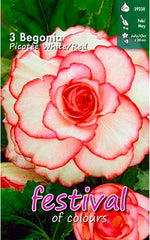Load image into Gallery viewer, Picotee White Red Begonia Bulbs (3)