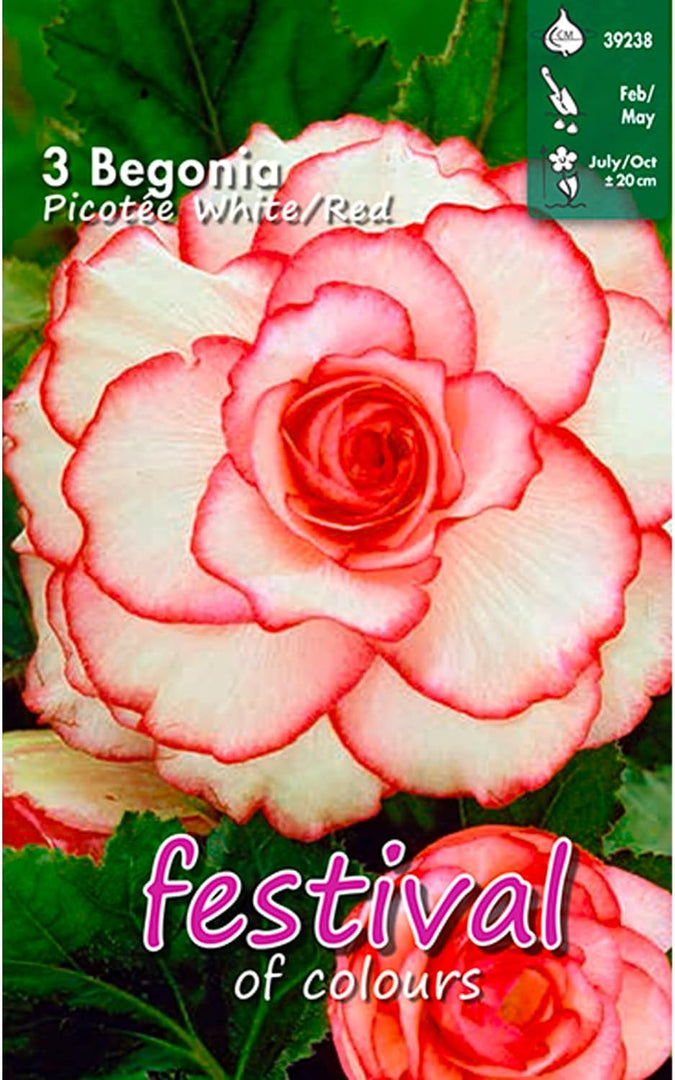 Picotee White Red Begonia Bulbs (3)