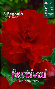 Dark Red Double Begonia Bulbs (3)