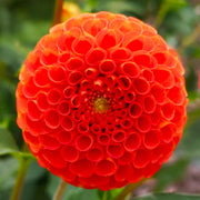 Dahlia “Shades of Orange” Bulbs (5) – 100 Days to Bloom