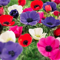 ANEMONE DE CAEN IN MISCUGLIO (15 Bulbi)