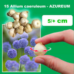 Load image into Gallery viewer, Allium azureum - 15 Bulbs
