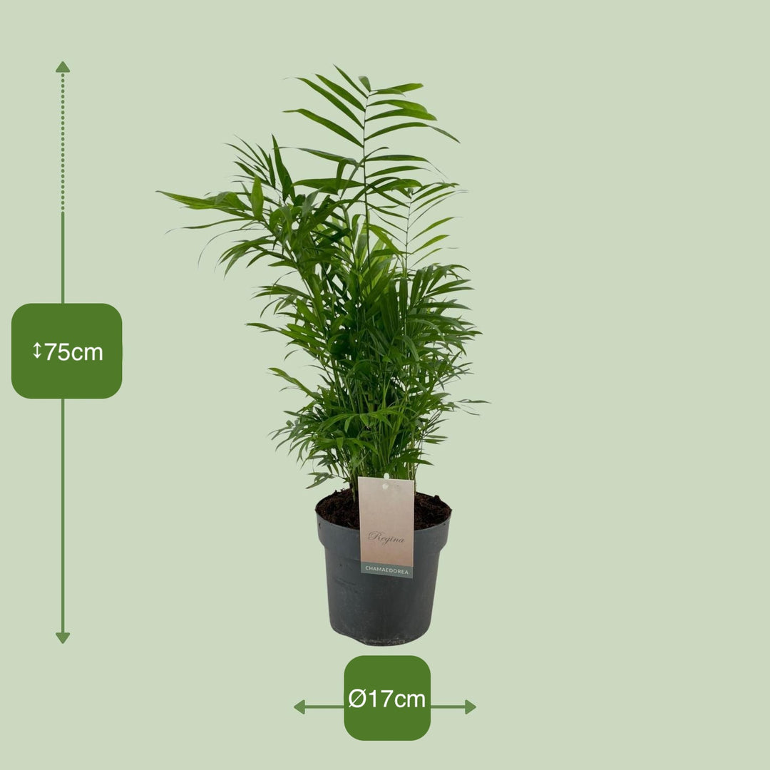 Chamaedorea elegans - Ø17cm - ↕75cm
