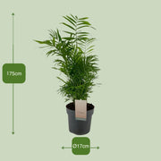 Chamaedorea elegans (Palma della Fortuna) - Ø17cm - ↕75cm