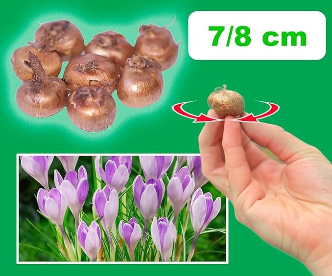 Crocus 'Vanguard' - 10 Bulbs