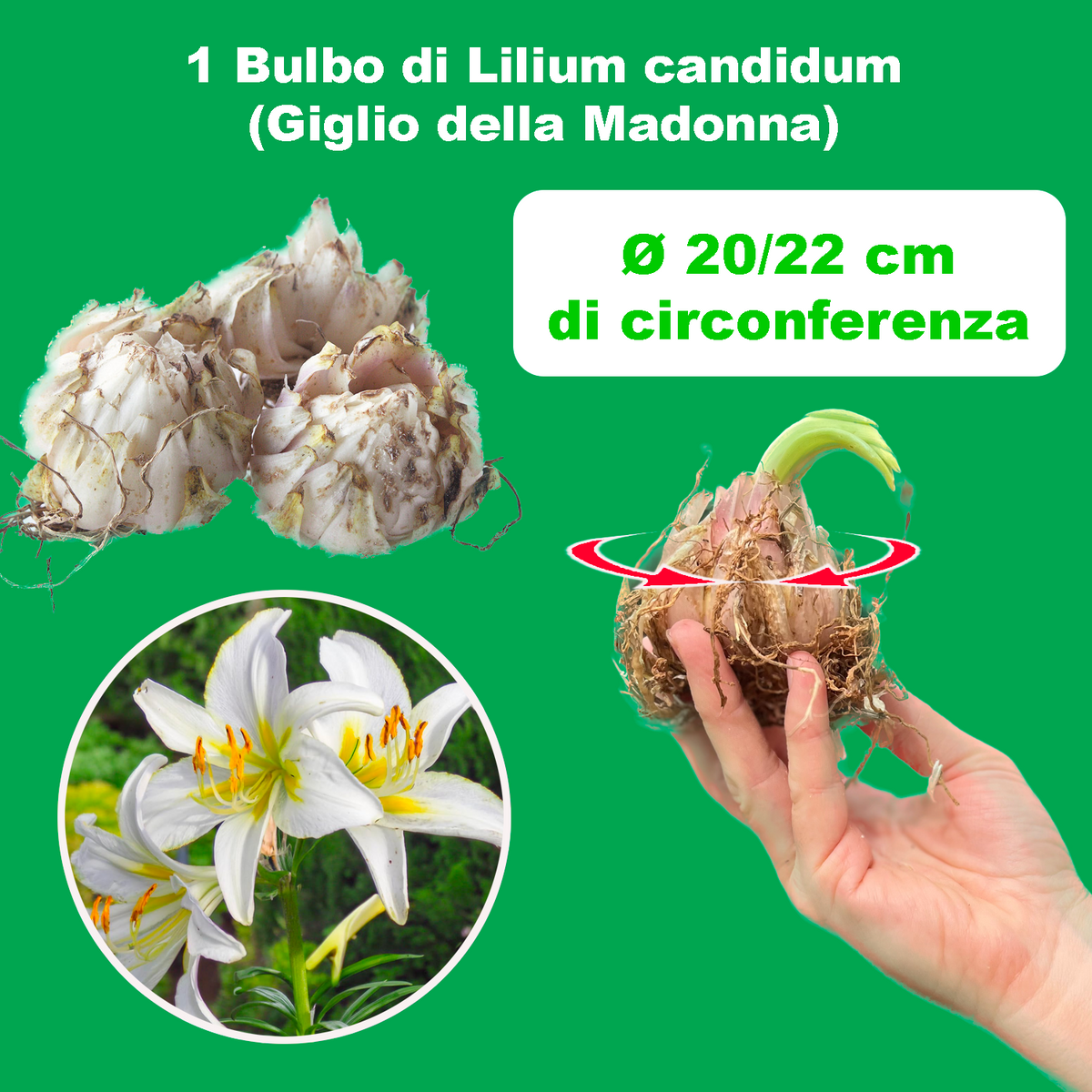 LILIUM CANDIDUM (1 bulb)