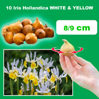 Iris hollandica GIALLO-BIANCO (10 Bulbi)