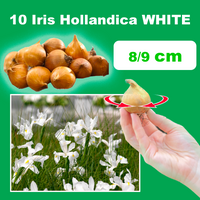 Iris hollandica BIANCHI (10 Bulbi)