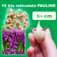 15 Iris reticulata Pauline bulbs, size 5+/cm, ideal for elegant indoor or outdoor gardens in early spring.