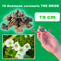 ANEMONE THE BRIDE (10 Bulbi)