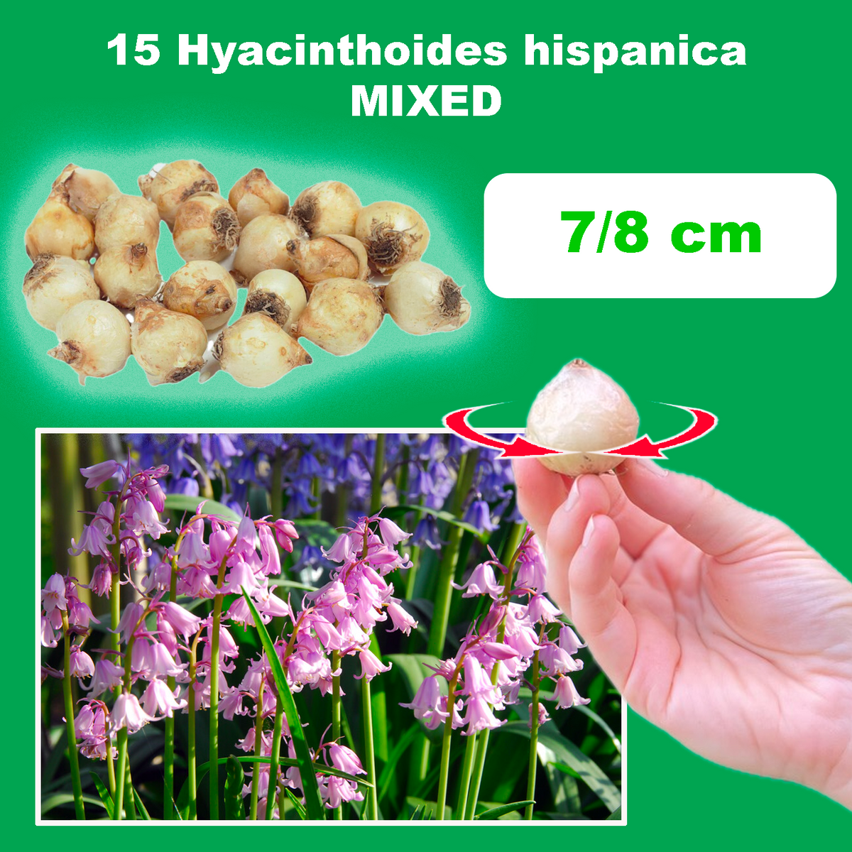 Hyacinthoides hispanica IN MISCUGLIO (15 Bulbi)