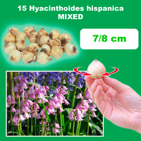 Hyacinthoides hispanica IN MISCUGLIO (15 Bulbi)