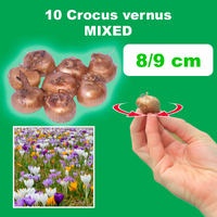 CROCUS VERNUS MIX (10 Bulbs)