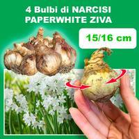 4 Bulbi di NARCISI PAPERWHITE ZIVA, 15/16 cm, ideale per giardino e piante in vaso.
