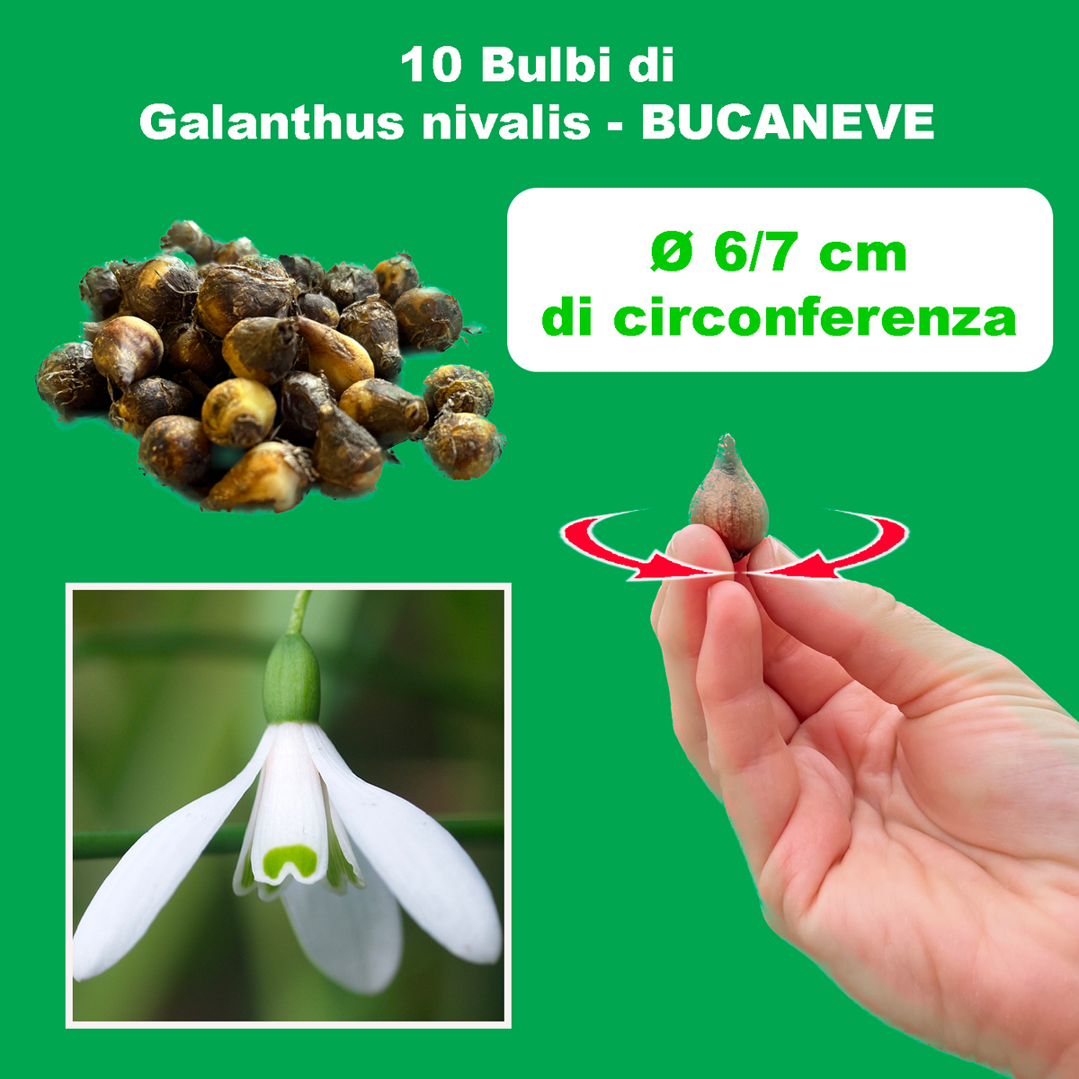 Galanthus nivalis (BUCANEVE) - 10 Bulbi