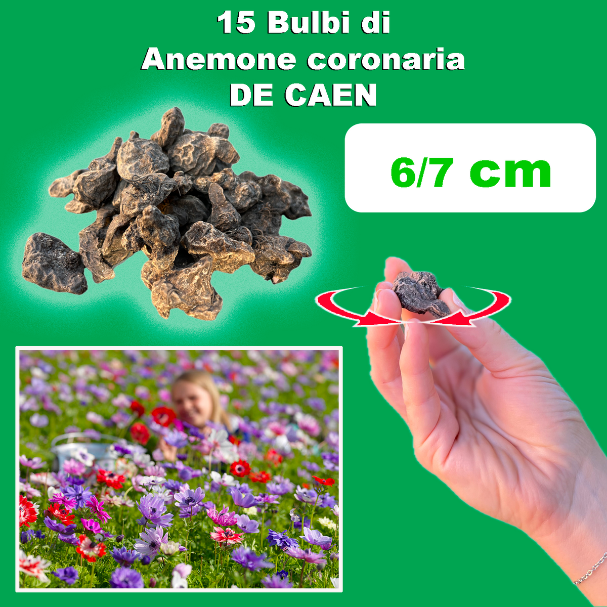 ANEMONE DE CAEN IN MISCUGLIO (15 Bulbi)