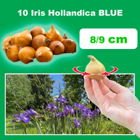 Iris hollandica BLU (10 Bulbi)