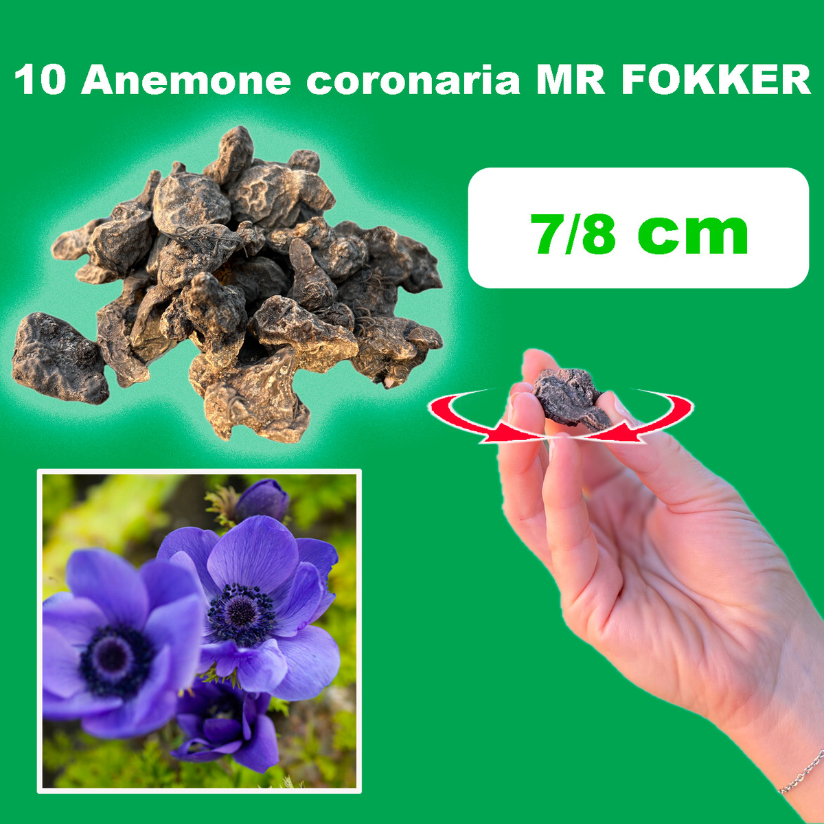 ANEMONE MR FOKKER (10 Bulbi)