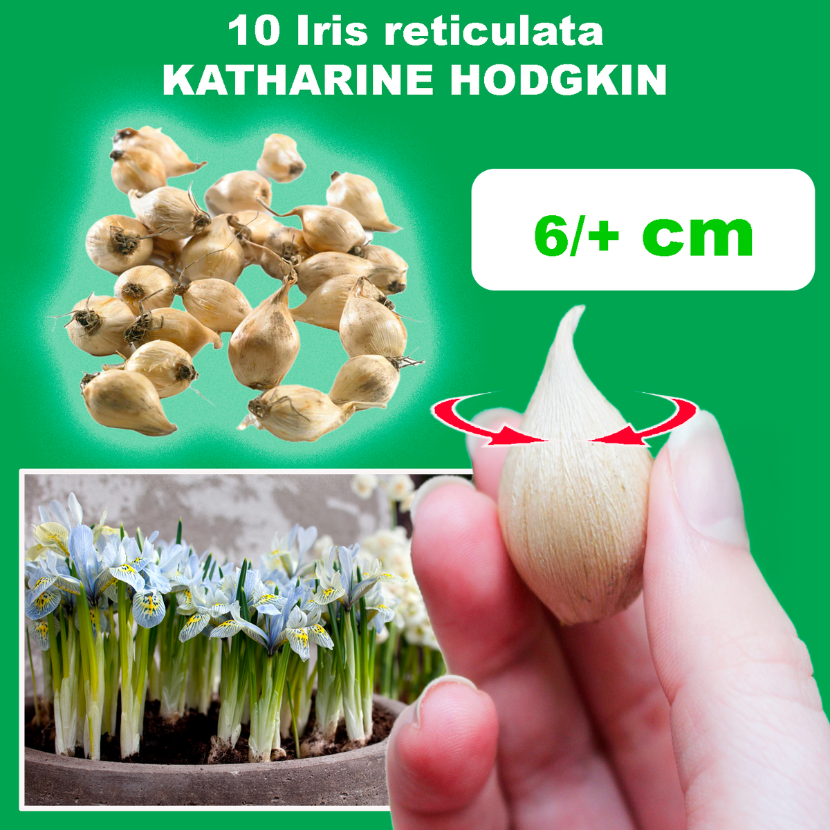 Iris reticulata KATHARINE HODGKIN (10 Bulbi)