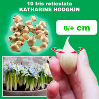 Iris reticulata KATHARINE HODGKIN (10 Bulbi)