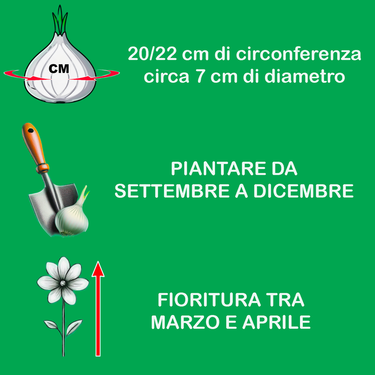 LILIUM CANDIDUM (1 bulb)
