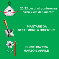 LILIUM CANDIDUM (1 bulb)