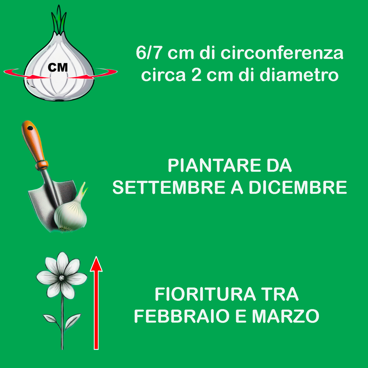 Galanthus nivalis (BUCANEVE) - 10 Bulbi