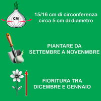 Informazioni sui narcisi paperwhite ziva bulbi: dimensioni, periodo di piantagione e fioritura.