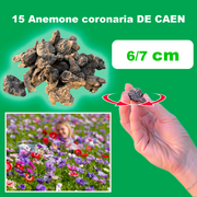 Anemone coronaria 'De Caen' - 15 Bulbs