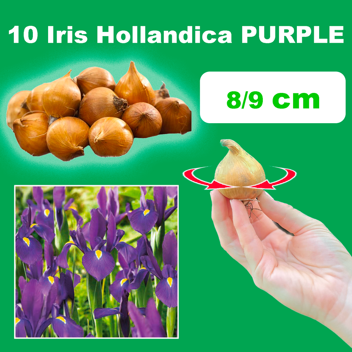 Iris Hollandica Viola bulbs, 10 bulbi, 8/9 cm, fiori viola per giardini, aiuole e bordure. Perfect for outdoor planting.