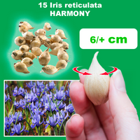 Iris hollandica HARMONY (15 Bulbi)