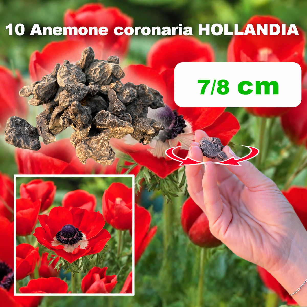 Anemone HOLLANDIA (10 Bulbi)