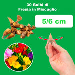 Load image into Gallery viewer, Freesia, MIXED - 30 Bulbs
