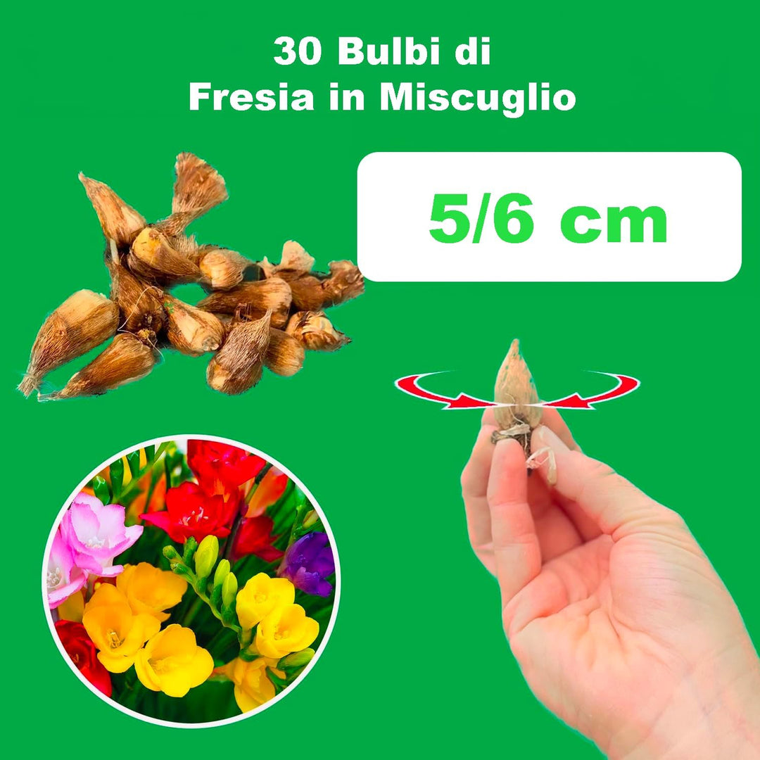 Freesia, MIXED - 30 Bulbs