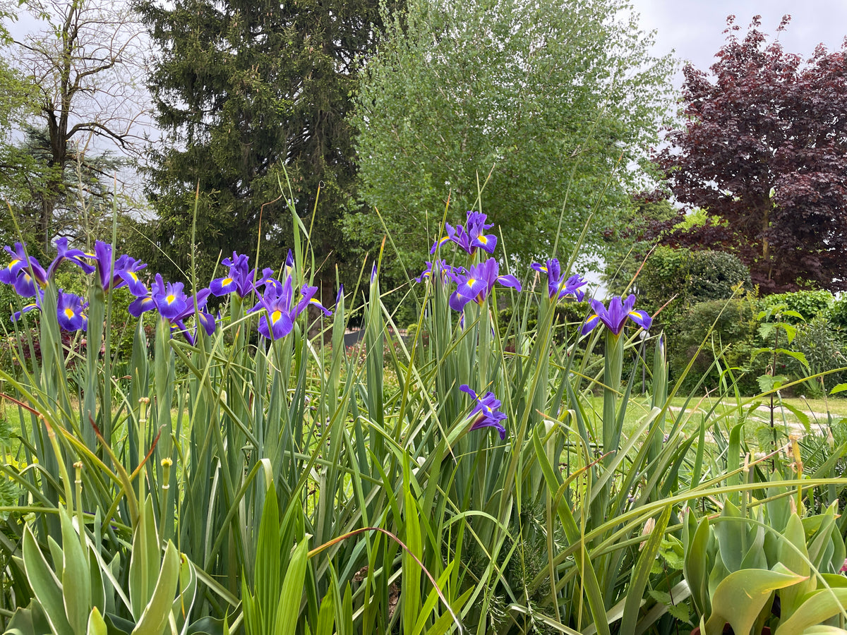 Iris hollandica BLU (10 Bulbi)