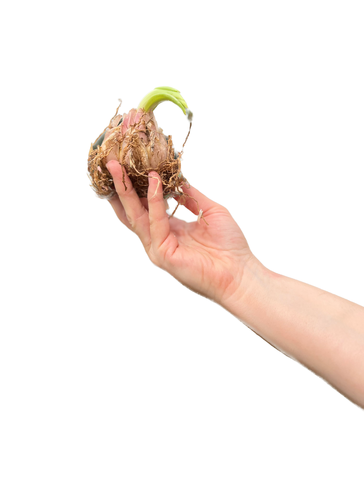 LILIUM CANDIDUM (1 bulb)
