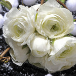 Load image into Gallery viewer, Ranunculus (Buttercups), WHITE - 10 Bulbs
