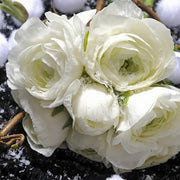 Ranunculus (Buttercups), WHITE - 10 Bulbs