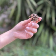 Ranunculus (Buttercups), MIXED - 10 Bulbs