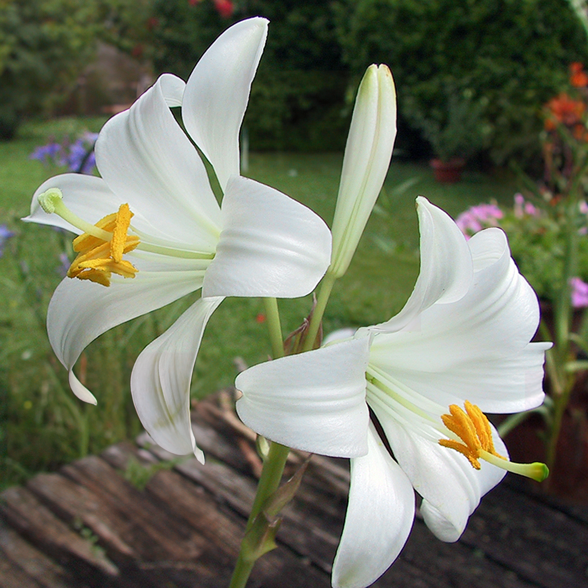 LILIUM CANDIDUM (1 bulb)